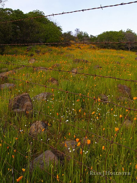 _3147199.JPG - OLYMPUS DIGITAL CAMERA