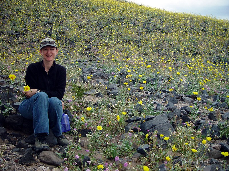 215.jpg - These last few shots again show the Pahrump Grp, but during 2005 when DV recieved over 7 inches of rain (5 X's normal, and the most ever recorded).  The wildflower blooms were a once in a lifetime event, so I thought I'd share a little of the magic with you.