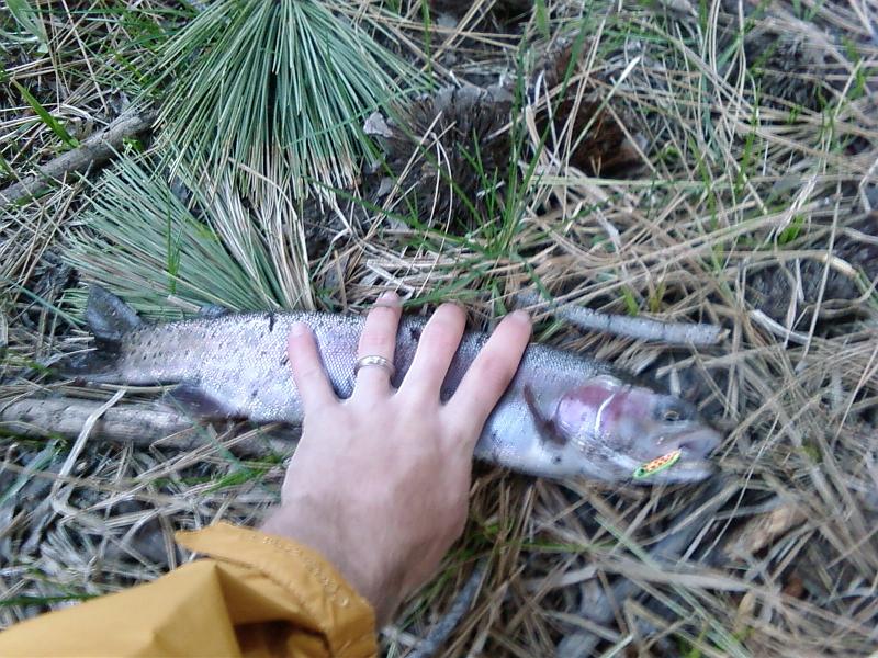Photo0130.jpg - This guy fell for an early morning snack immitation. The distance across my knuckles in this photo is 4 inches.