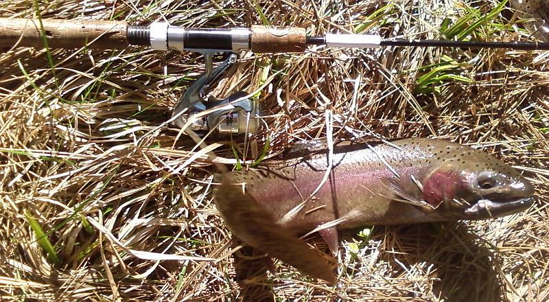 Photo0133.jpg - This was my biggest fish, but the sucker wouldn't sit still for a photo.  He took my worm and peeled 50' of line while going over two cascades before finally tuckering out.  Remember, the reel is 4.5 from butt to drag dial.  When I did a field measurement, this baby was 23 inches long and weighed 3.5 lbs.  My biggest trout ever, it turns out.