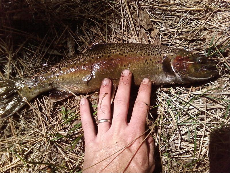 Photo0138.jpg - This "Small" 14 incher was just at one pound.