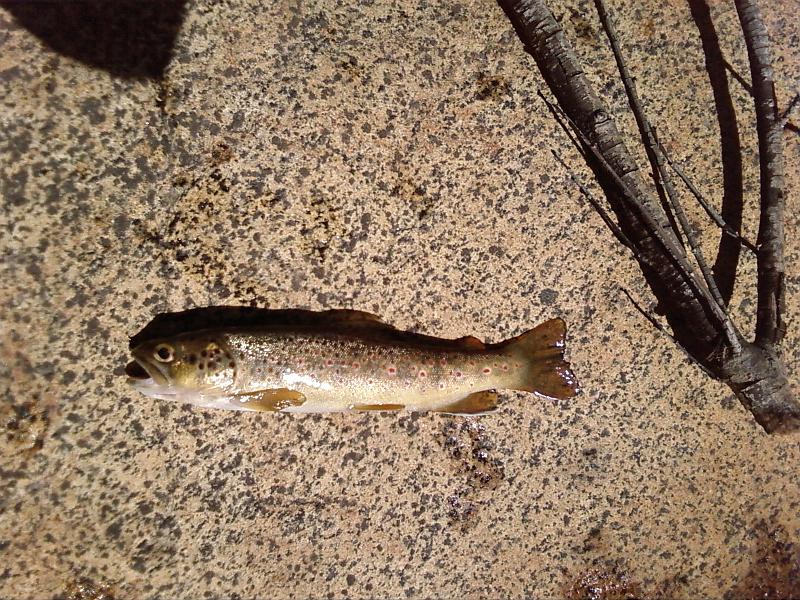 Photo0143.jpg - A whopping 4.5 incher!!!!  I guess I'll have to catch my brookie in Tahoe next weekend.