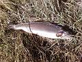 Photo0132