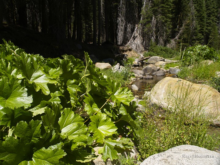 _8104760.JPG - Trout Creek behind a plant I need to find the name of.