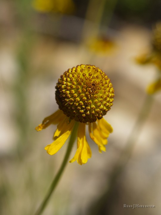 _8104790.JPG - Bigelow's Sneezeweed:  My favorite plant name of all-time.