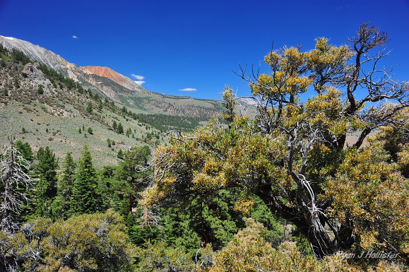 RJH_4740.JPG - View North.  Reddish rock is Bloody Canyon.