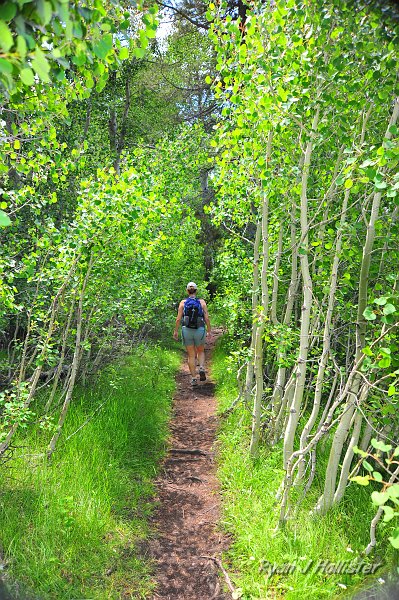 RJH_4746.JPG - Near the lake the trail enters a neat grove of aspen.