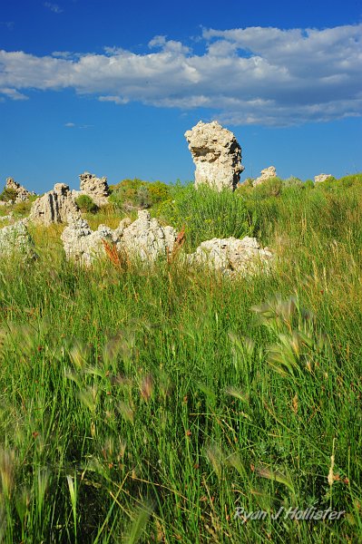 RJH_4792.JPG - Tuffa and weeds.