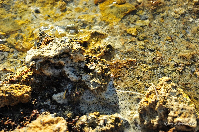 RJH_4805.JPG - Flies!