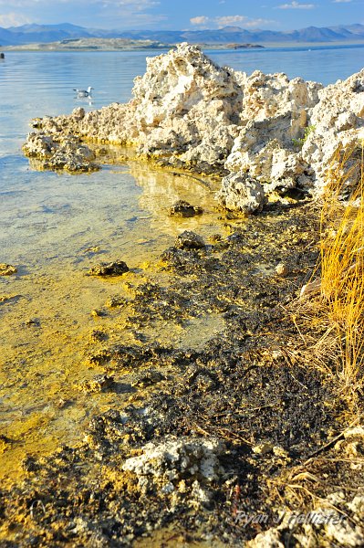 RJH_4807.JPG - All the black stuff is fly larva cases.