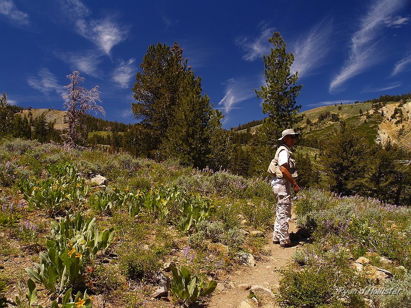 _7110217.JPG - So here we are on our way up Emma Lake.  The hike was relatively short and I did the whole thing in my Teva's.  The wildflowers were out in force!