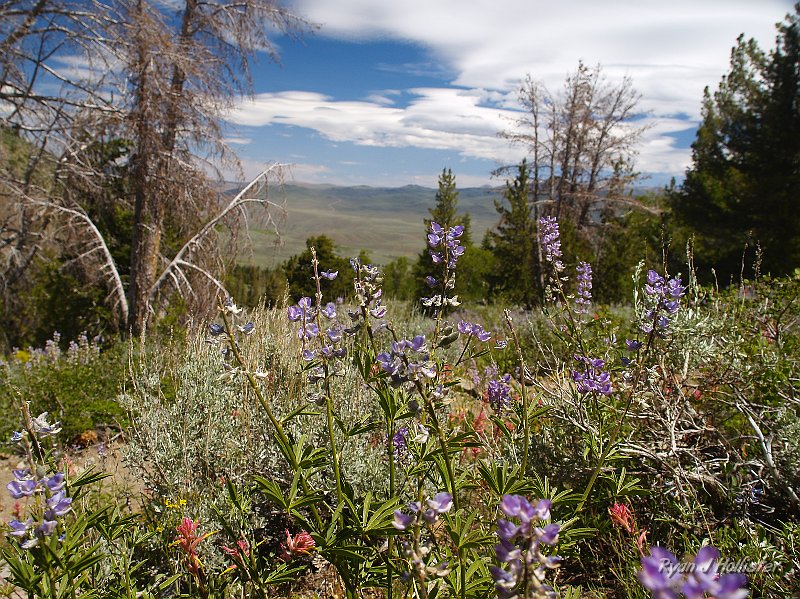 _7110220.JPG - Lupine with some paintbrush mixed-in.