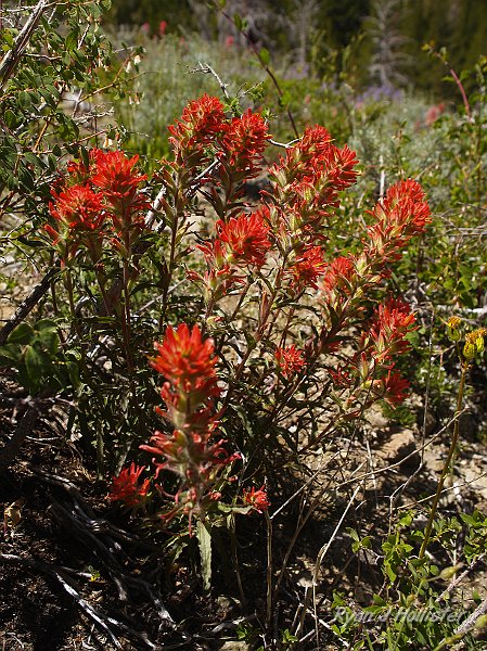 _7110221.JPG - Giant Indian Paintbrush