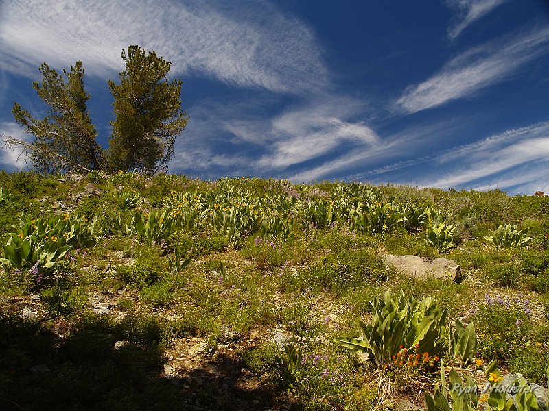 _7110237.JPG - The mule's ear was going strong near the crest of the trail.