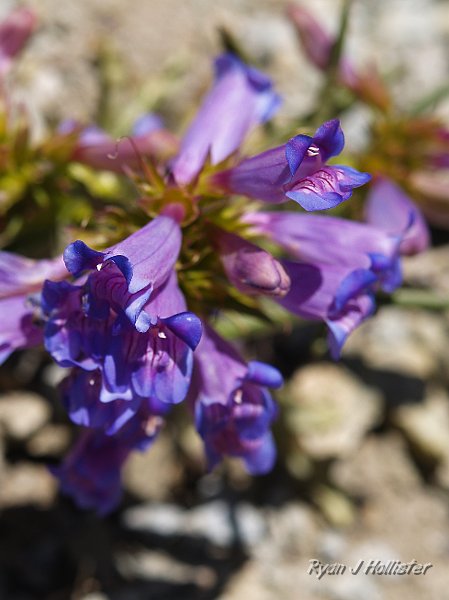 _7110247.JPG - Penstemon