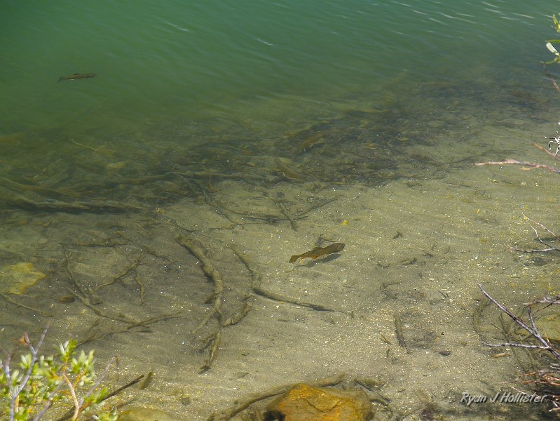_7110263.JPG - There are the little guys we was after.  The brookies, which didn't exceed 8", just hung out 10' from shore waiting for an unlucky bug to fall in.  If there were any rainbow trout in this lake, we sure didn't see any.
