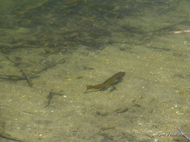 _7110264.JPG - Kind of cute, isn't it?