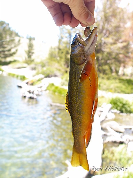 _7110277.JPG - The spawn was definitely on!  Look at those colors!