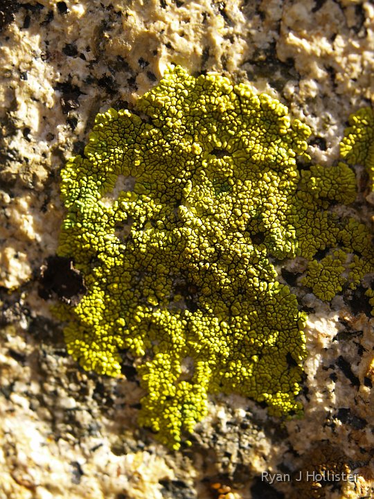 _A125295.JPG - I lichen this shot a lot!