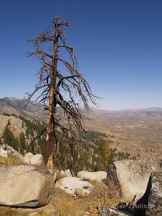 _A125299.JPG - It's lonely at the top.