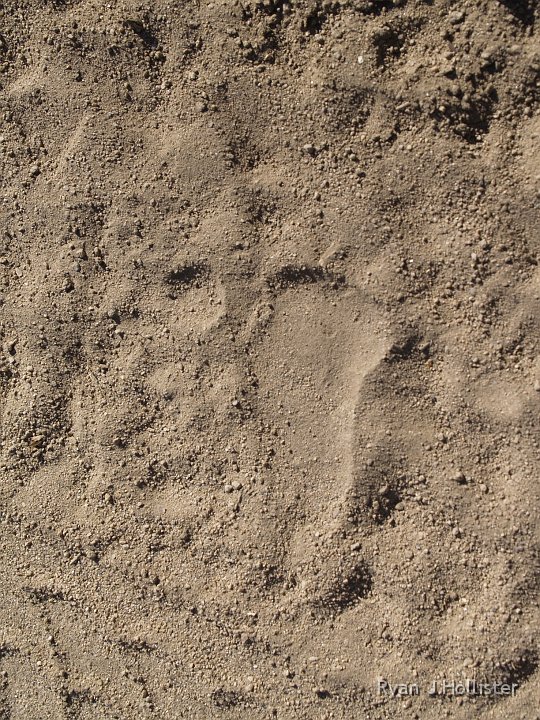 _A125322.JPG - This is the front paw-print of a bear that was walking down the road.