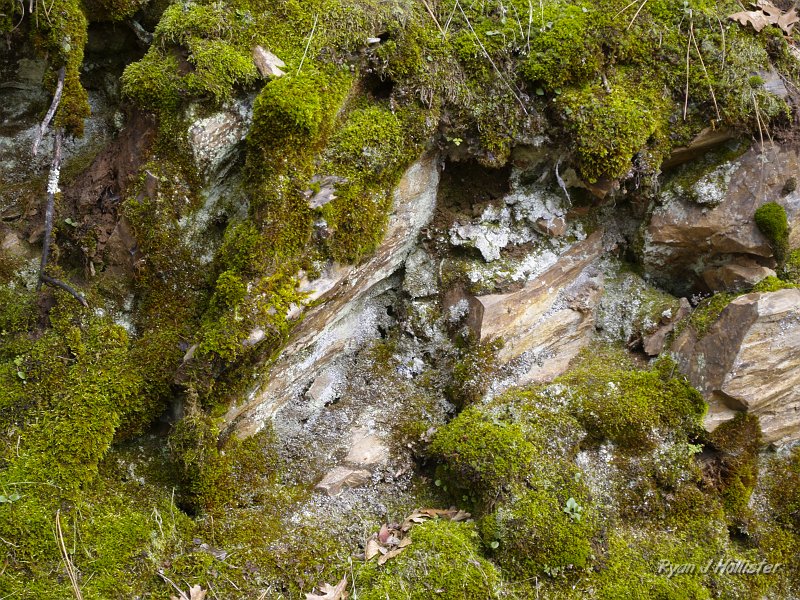 indian_creek_011610_1230.JPG - The north-facing slopes produce some interesting microclimates.