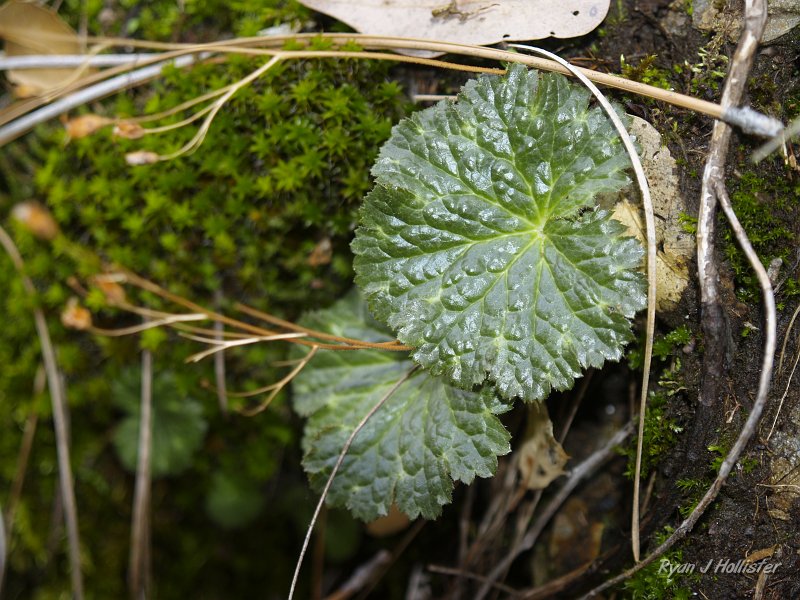 indian_creek_011610_1234.JPG - An interesting clinging plant that I need to look-up the name.