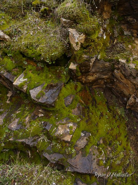indian_creek_011610_1238.JPG - The slates & moss complement one another well.