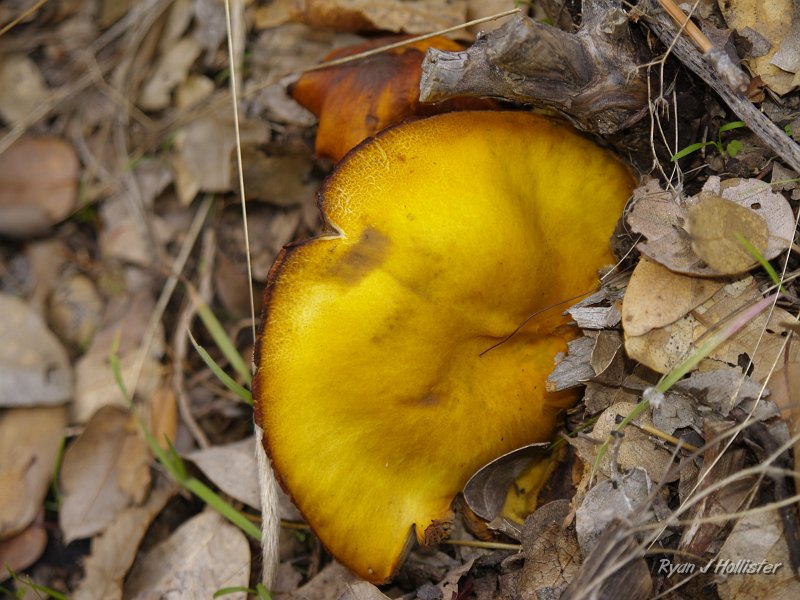 indian_creek_011610_1244.JPG - There's a fungus among us.