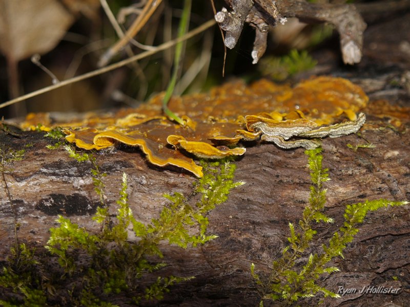 indian_creek_011610_1250.JPG - Interesting!