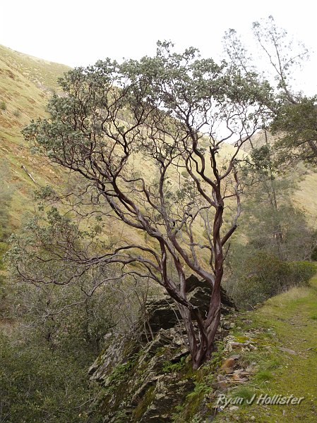 indian_creek_011610_1256.JPG - manzanita.