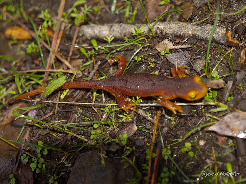 indian_creek_011610_1259.JPG - A I got turned into a Siearra Newt.