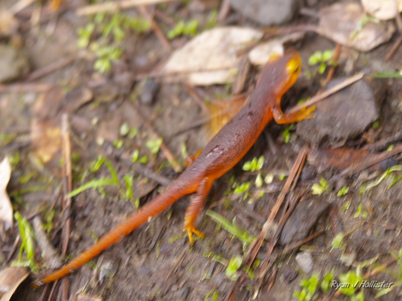 indian_creek_011610_1260.JPG - They're quick buggers.