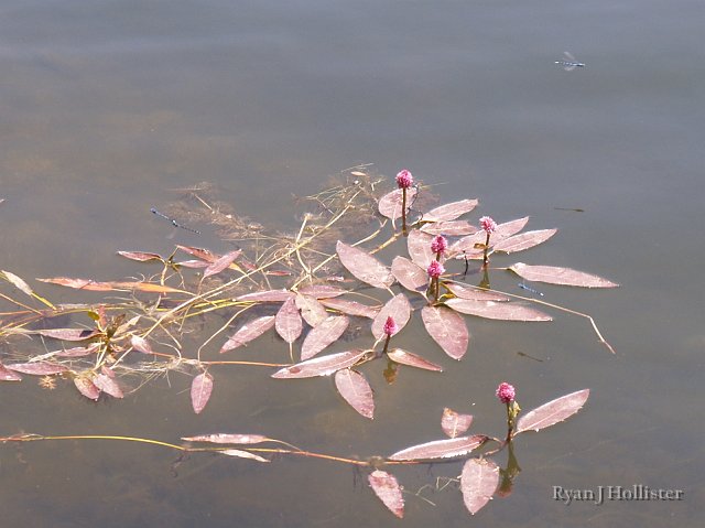 _7274473.JPG - We next drove to Twin Lakes to see the Sawtooths (which I neglected to photograph).  These neat plants were growing in the harbor of upper Twin Lake.
