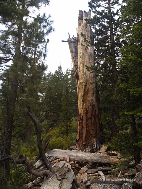 _7124131.JPG - This guy got too big for his britches.