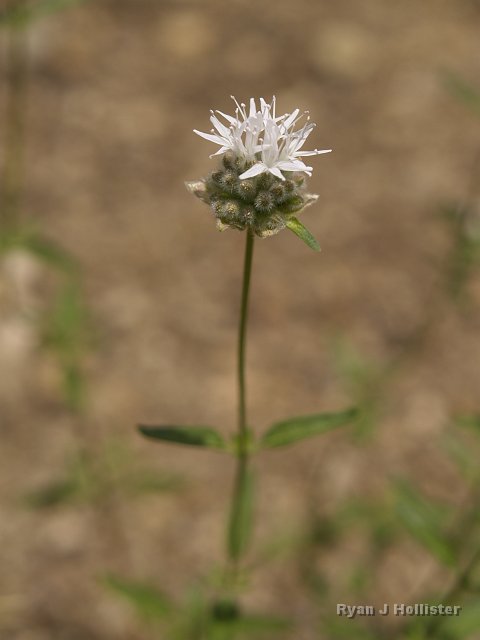 _7124134.JPG - White Brodiaea?