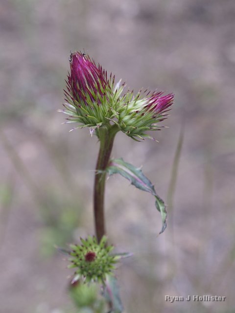 _7124138.JPG - Thistle