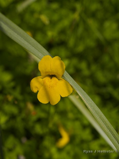 _7124140.JPG - Monkey flower
