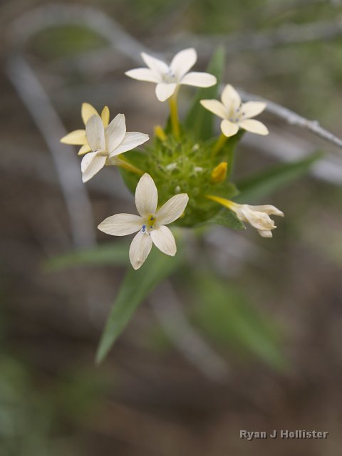 _7124158.JPG - Beautiful example of King's Sandwort.