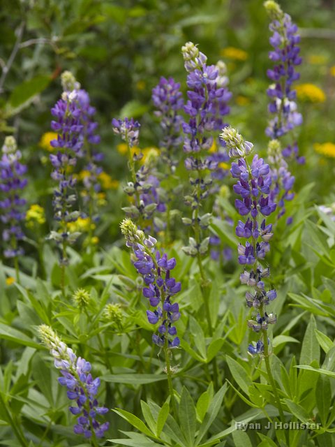 _7124161.JPG - More lupine is even better.