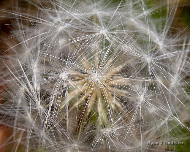 _7124162.JPG - A dandelion close-up.  I thought it resembled a geodesic dome.