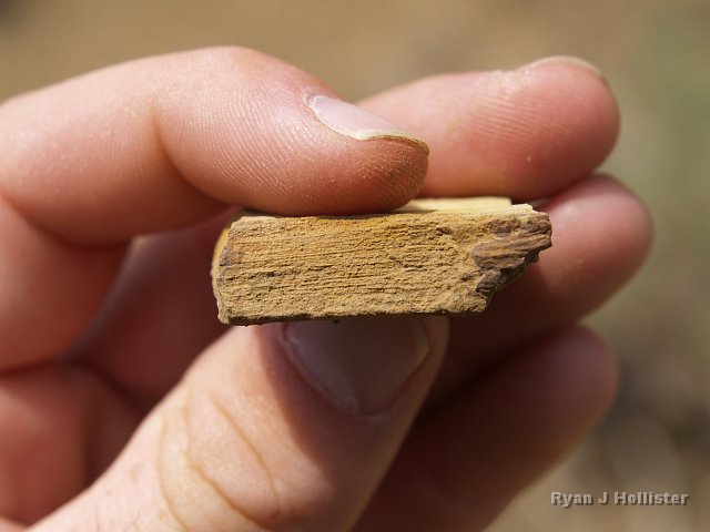 _7124168.JPG - As we looked for arrowheads we kept running across tattered pieces of petrified wood.