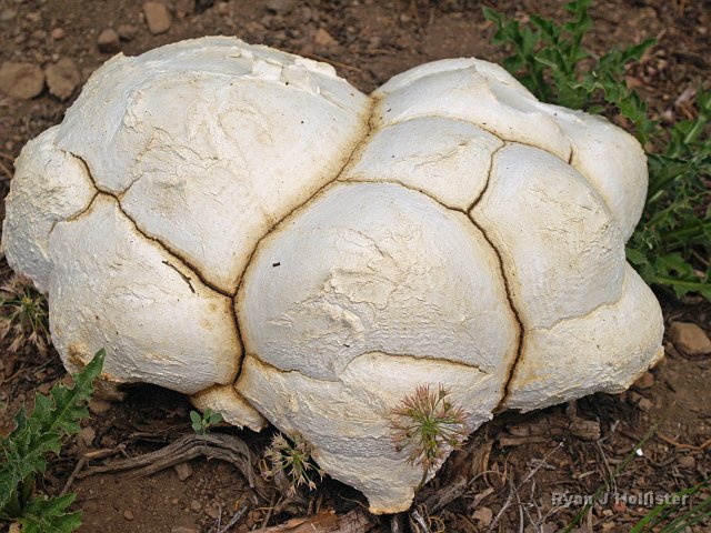 _7124171.JPG - There was some white-pouch fungus among us.