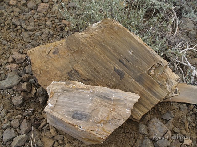 _7124178.JPG - Just past the angry grouse we came upon these awesome specimens of petrified wood.