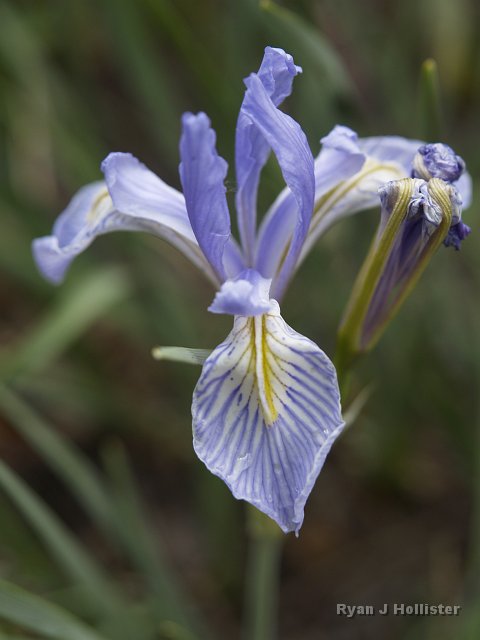 _7124191.JPG - Iris
