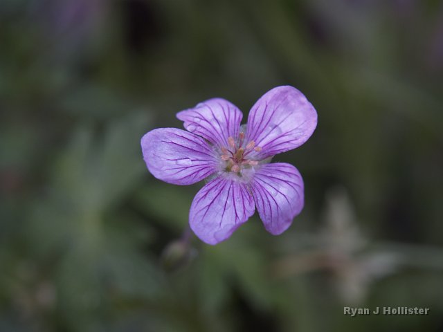 _7124201.JPG - Richardson's Geranium