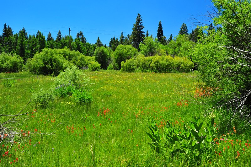 RJH_4012.JPG - Wildflowers abound in the meadow.