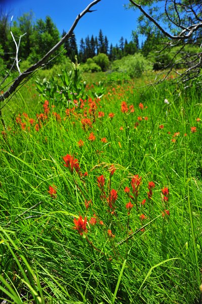 RJH_4013.JPG - Paintbrush.
