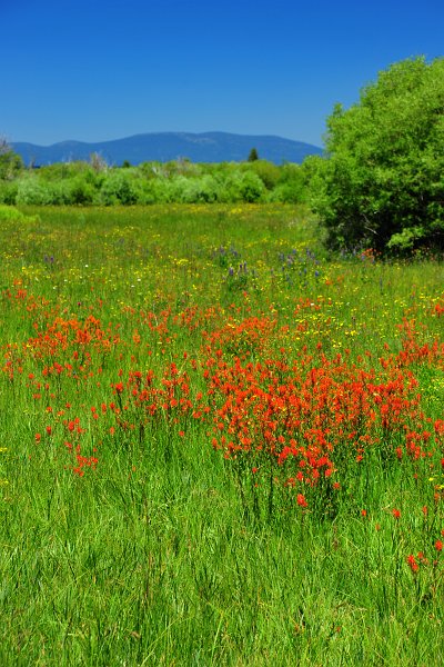 RJH_4014.JPG - Paintbrush and bit of purple lupine.