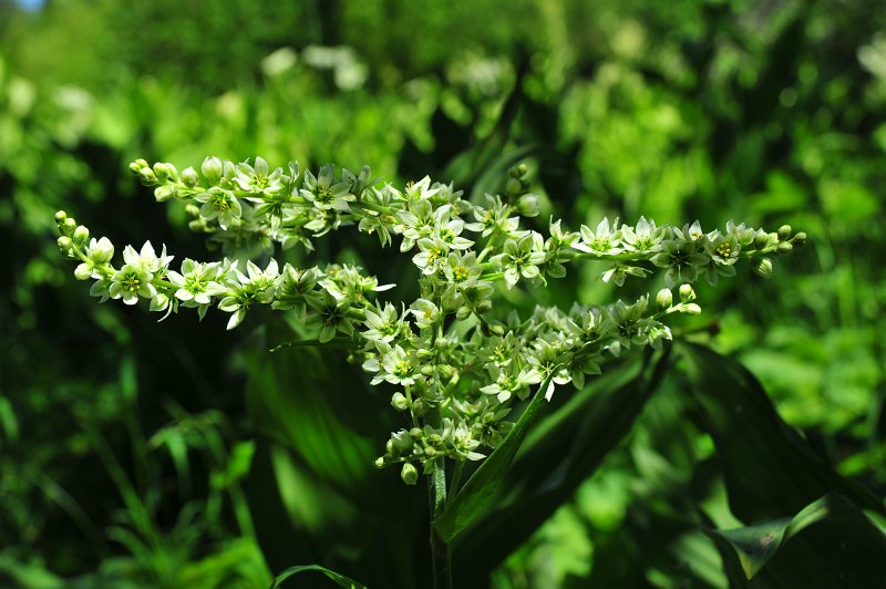 RJH_4019.JPG - Corn lilly blooms.